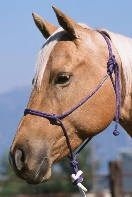 Preiswert Double Diamond Knotenhalfter Reata Brannaman Bicolor