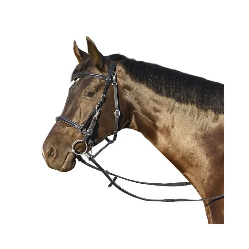 Euroriding Trense Halfter Kombi Berlou Euro-Club - schwarz, Pony Angebot